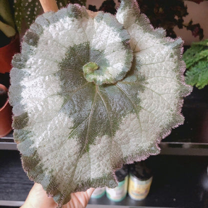 Begonia ' Escargot '