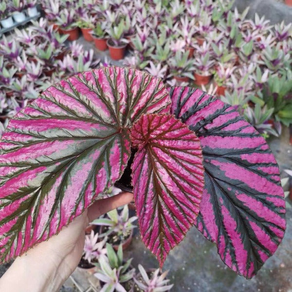Begonia 'Exotica' (Begonia brevirimosa subsp.)