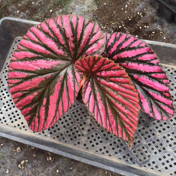 Begonia 'Exotica' (Begonia brevirimosa subsp.)