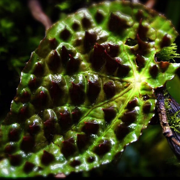 Begonia melanobullata（Vietnam ferox）