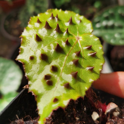 Begonia melanobullata（Vietnam ferox）