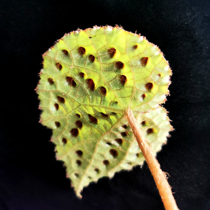 Begonia melanobullata（Vietnam ferox）