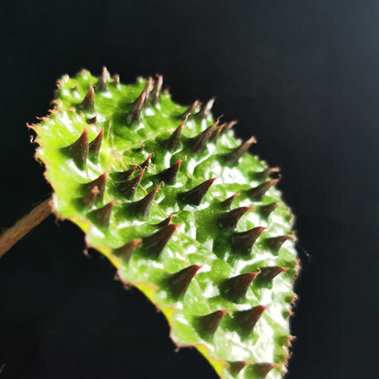 Begonia melanobullata（Vietnam ferox）