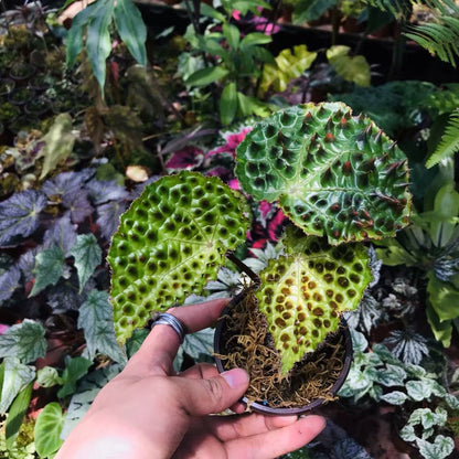 Begonia melanobullata（Vietnam ferox）