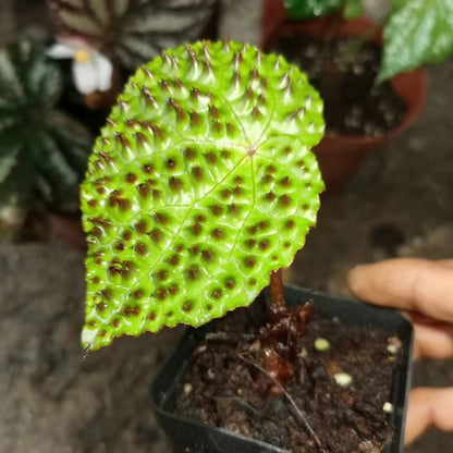 Begonia melanobullata（Vietnam ferox）