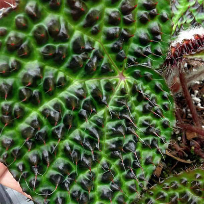 Begonia melanobullata（Vietnam ferox）