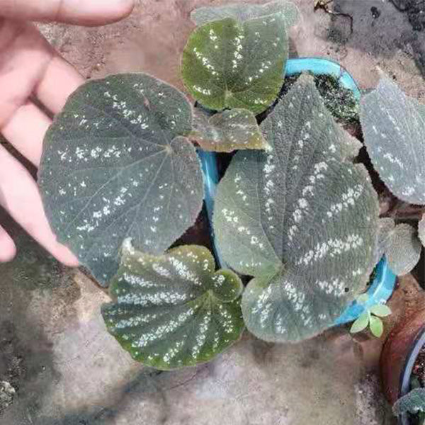 Begonia Filiformis