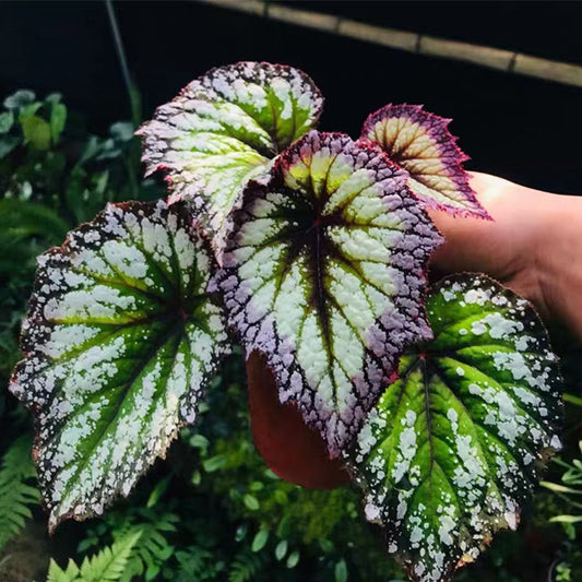 Begonia ' Fireworks '