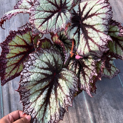 Begonia ' Fireworks '