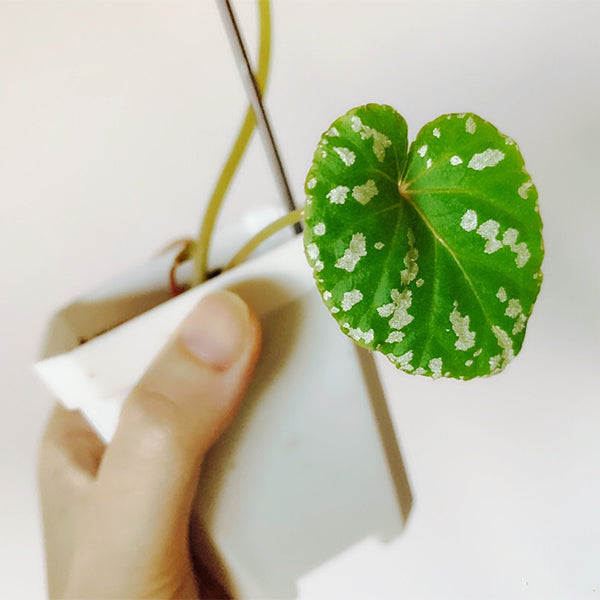 Begonia Handelii Irmsch