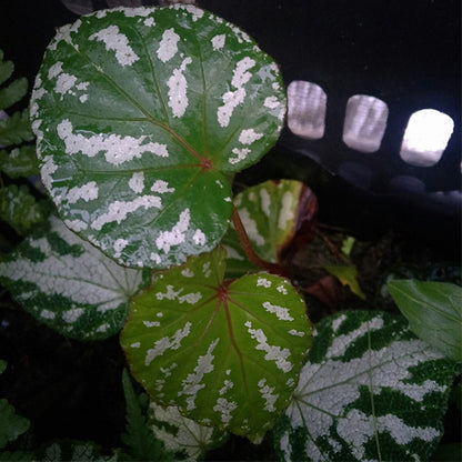 Begonia Handelii Irmsch
