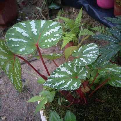 Begonia Handelii Irmsch