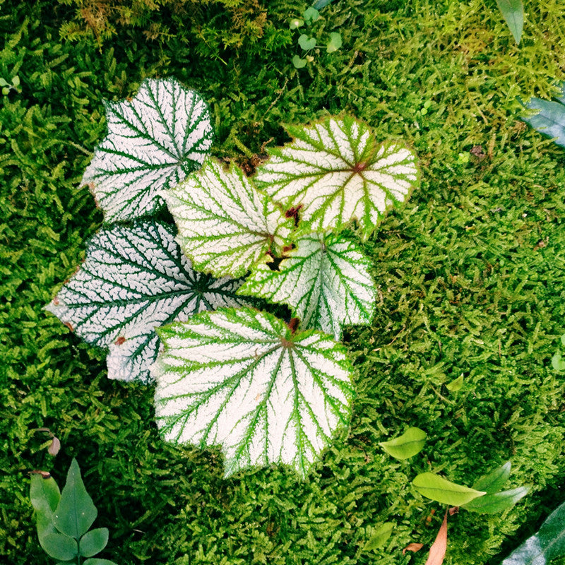 Begonia Heracleifoniana