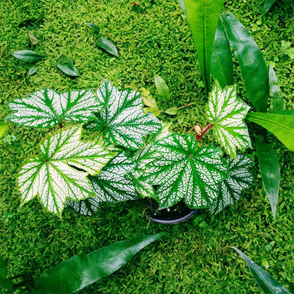 Begonia Heracleifoniana