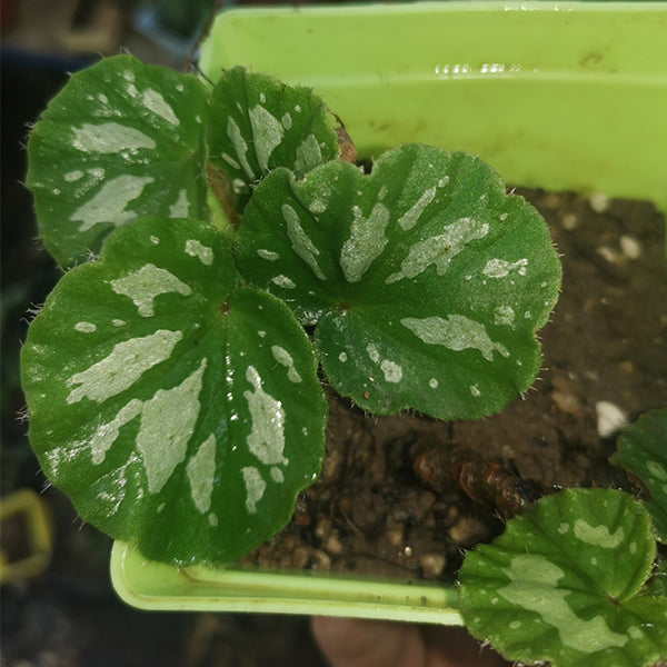 Begonia Jingxiensis