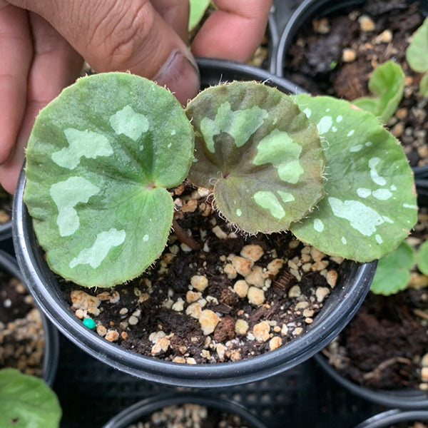 Begonia Jingxiensis