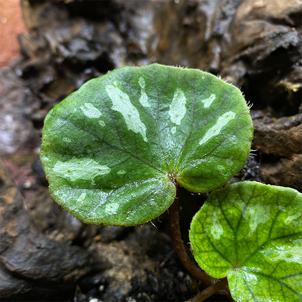Begonia Jingxiensis