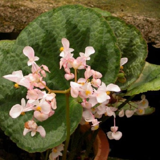 Begonia Lanternaria
