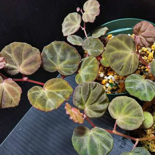 Begonia Lichenora