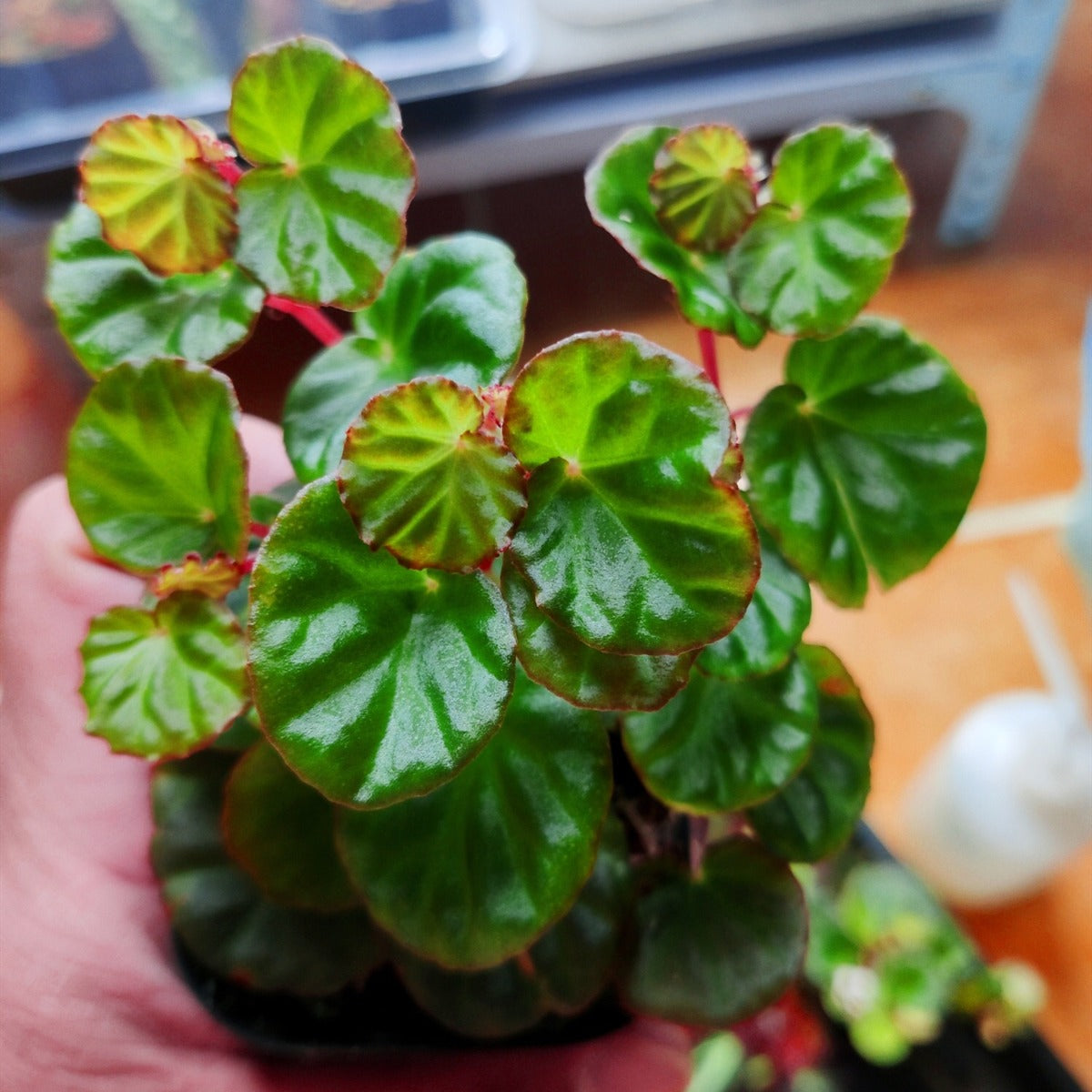 Begonia Lichenora
