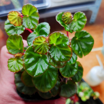 Begonia Lichenora
