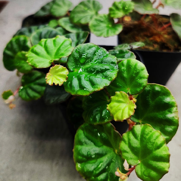 Begonia Lichenora