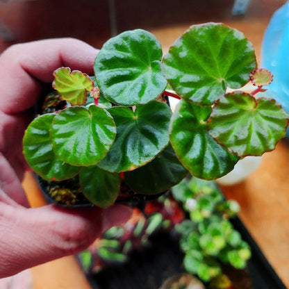 Begonia Lichenora