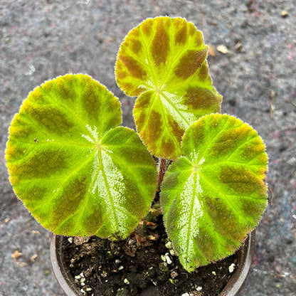 Begonia Luochengensis