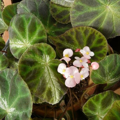 Begonia Luochengensis