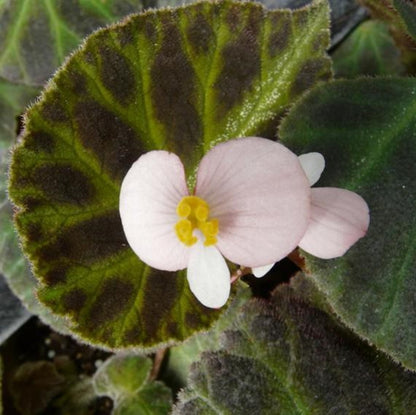 Begonia Luochengensis