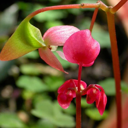 Begonia Luochengensis