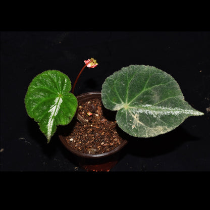 Begonia Luochengensis