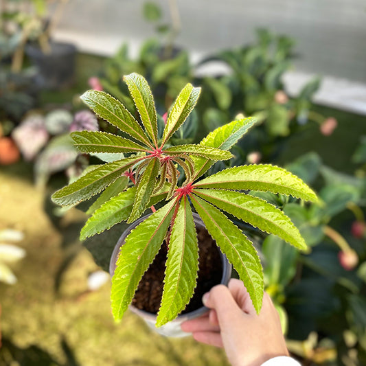 Begonia Luxurians