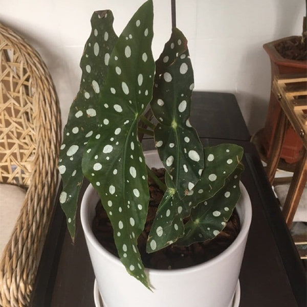 Begonia Wightii (Begonia Maculata Variegata)