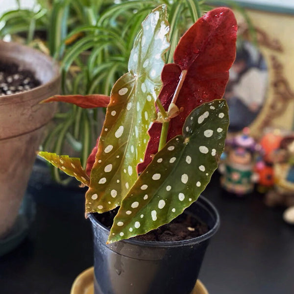Begonia Wightii (Begonia Maculata Variegata)