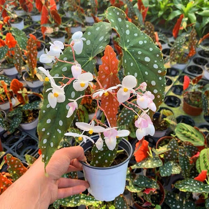 Begonia Wightii (Begonia Maculata Variegata)