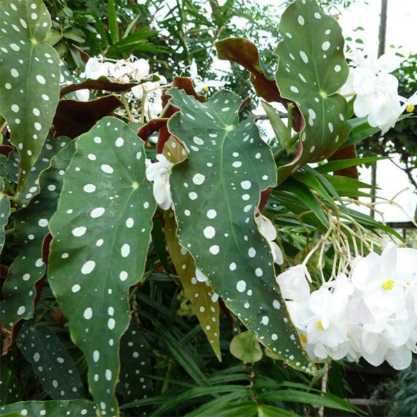Begonia Wightii (Begonia Maculata Variegata)