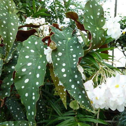 Begonia Wightii (Begonia Maculata Variegata)
