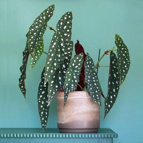 Begonia Wightii (Begonia Maculata Variegata)