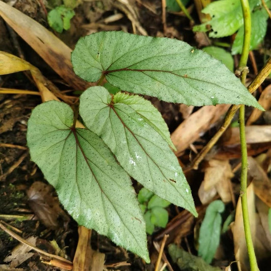 Begonia MaculataRaddi