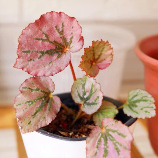 Begonia ' Martin's Mystery '