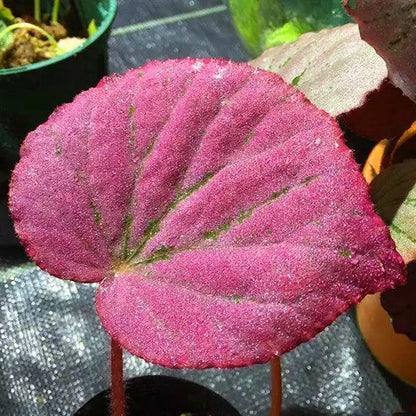 Begonia ' Martin's Mystery '
