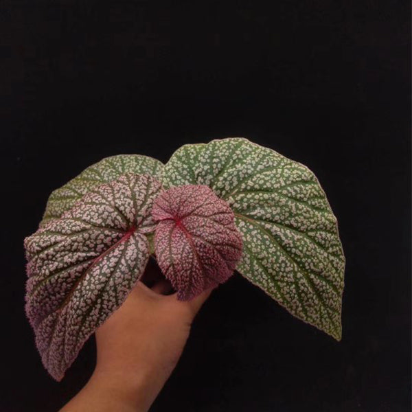 Begonia U062
