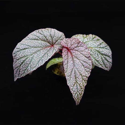 Begonia U062