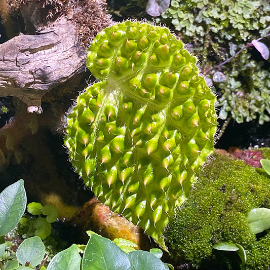 Begonia melanobullata var Green（Vietnam ferox）