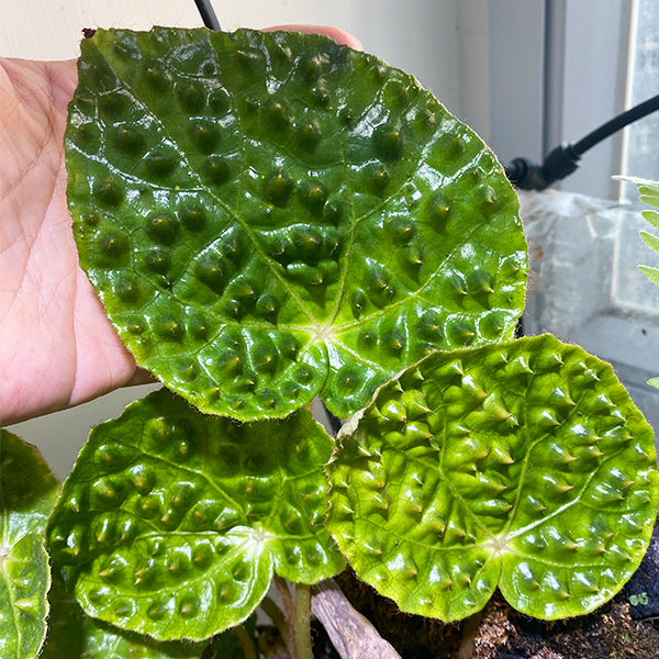 Begonia melanobullata var Green（Vietnam ferox）