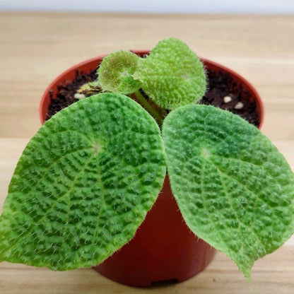 Begonia Microsperma