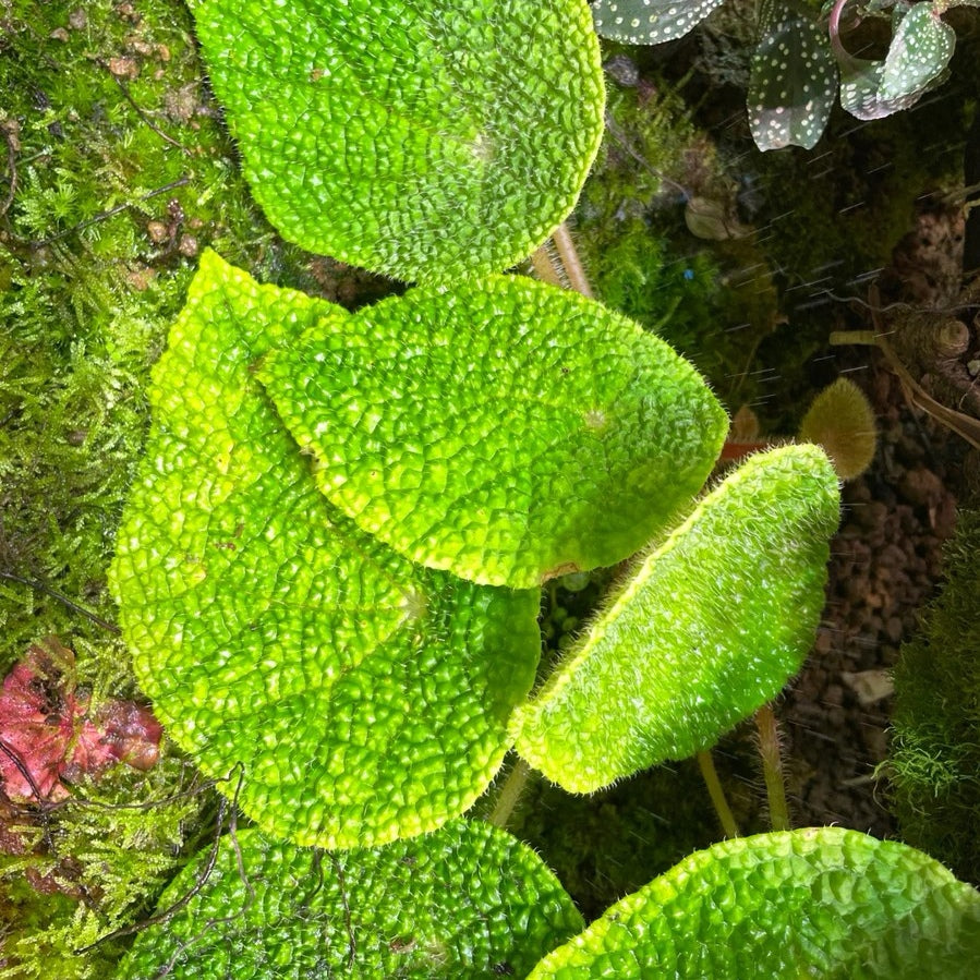 Begonia Microsperma