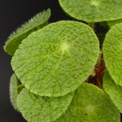 Begonia Microsperma