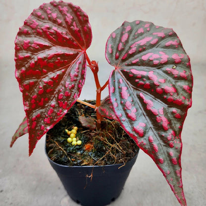 Begonia Negrosensis